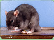 rat control Croydon